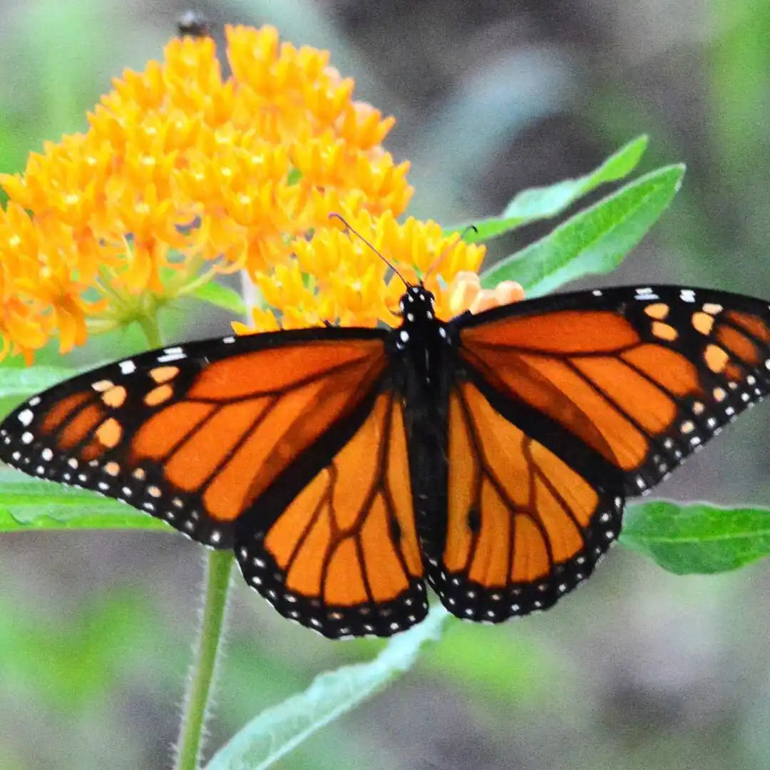 Wildflower Seed Mix for Butterflies & Pollinators