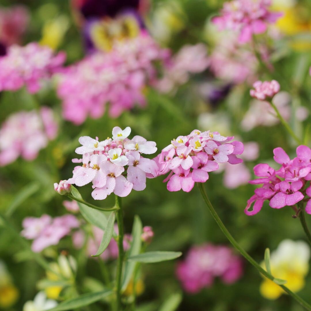 Wildflowers - Butterfly Pollinators Mix