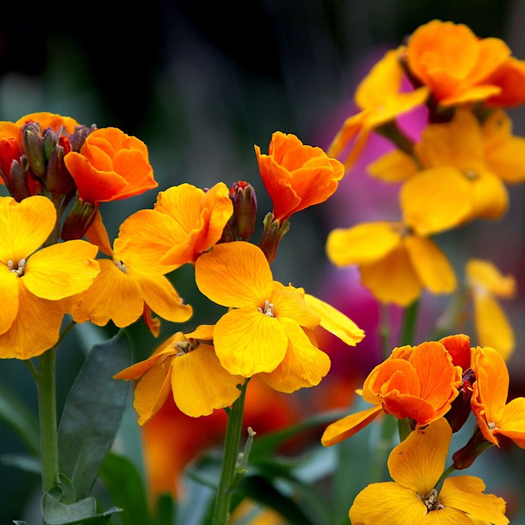 Wildflowers - Butterfly Pollinators Mix