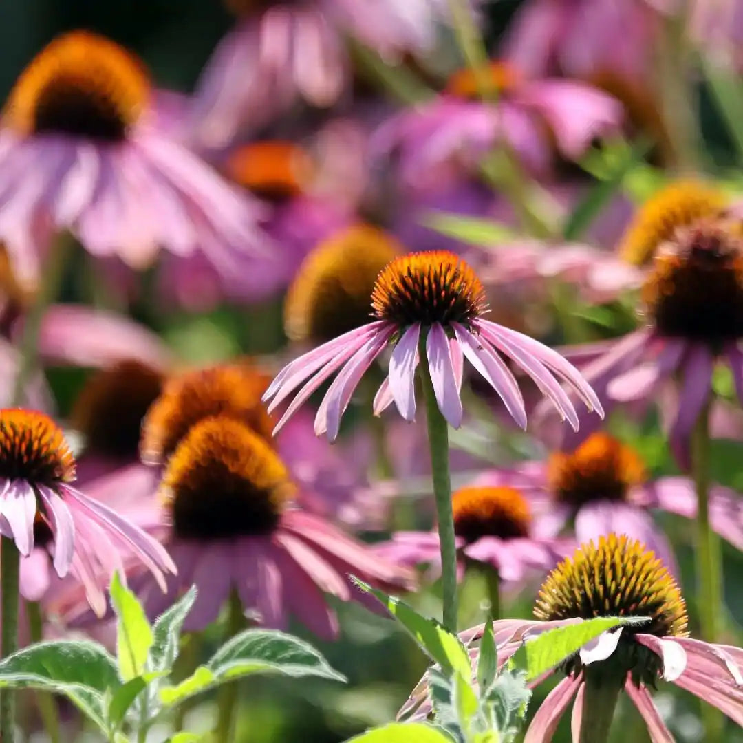 Wildflower Seed Mix for Butterflies & Pollinators