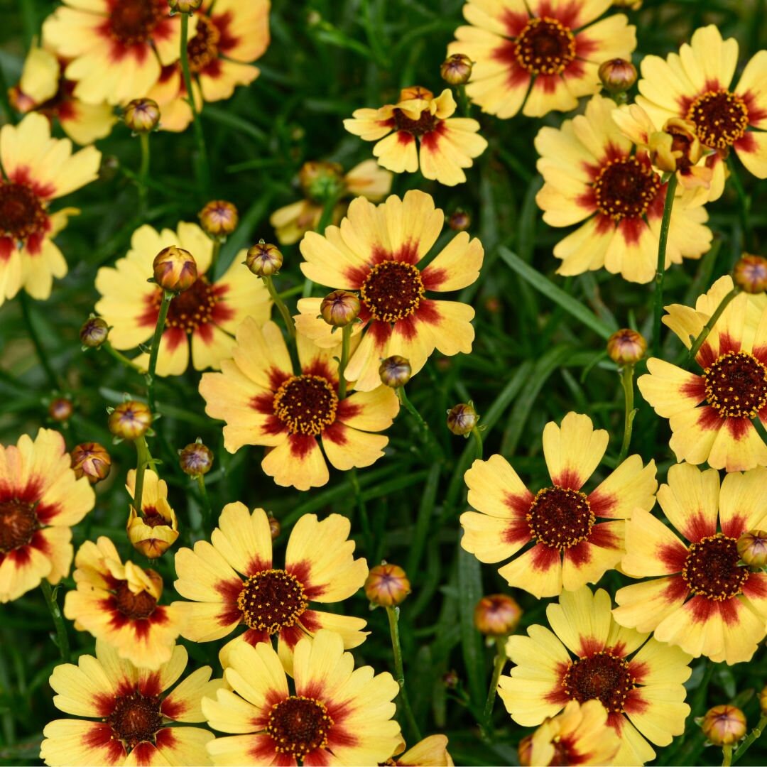 Wildflowers - Butterfly Pollinators Mix
