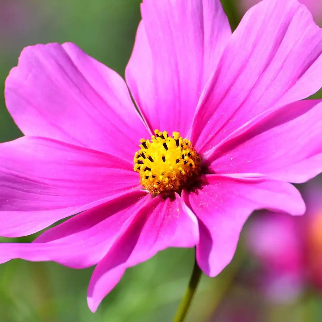 Wildflower Seed Mix for Butterflies & Pollinators