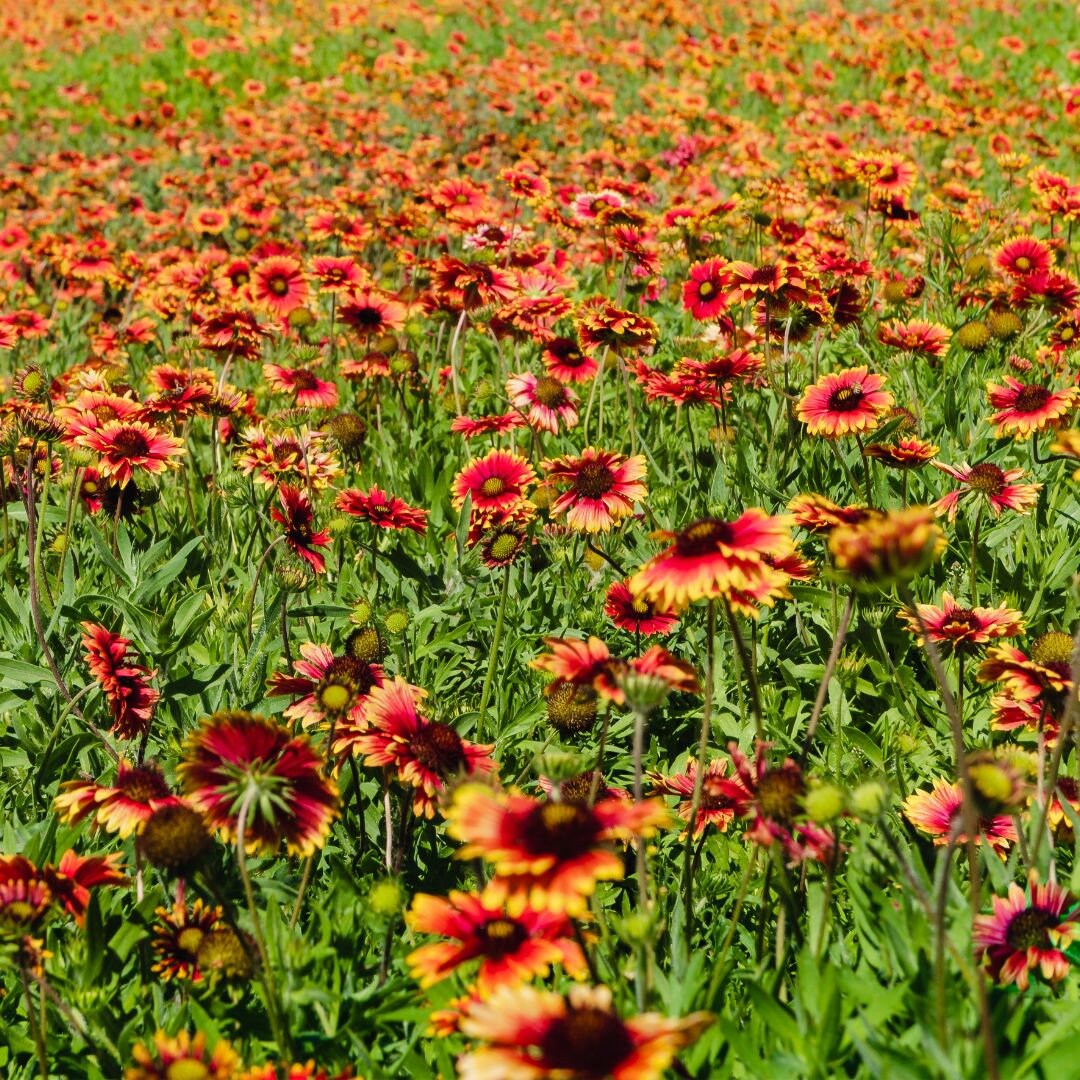 Wildflowers - Butterfly Pollinators Mix