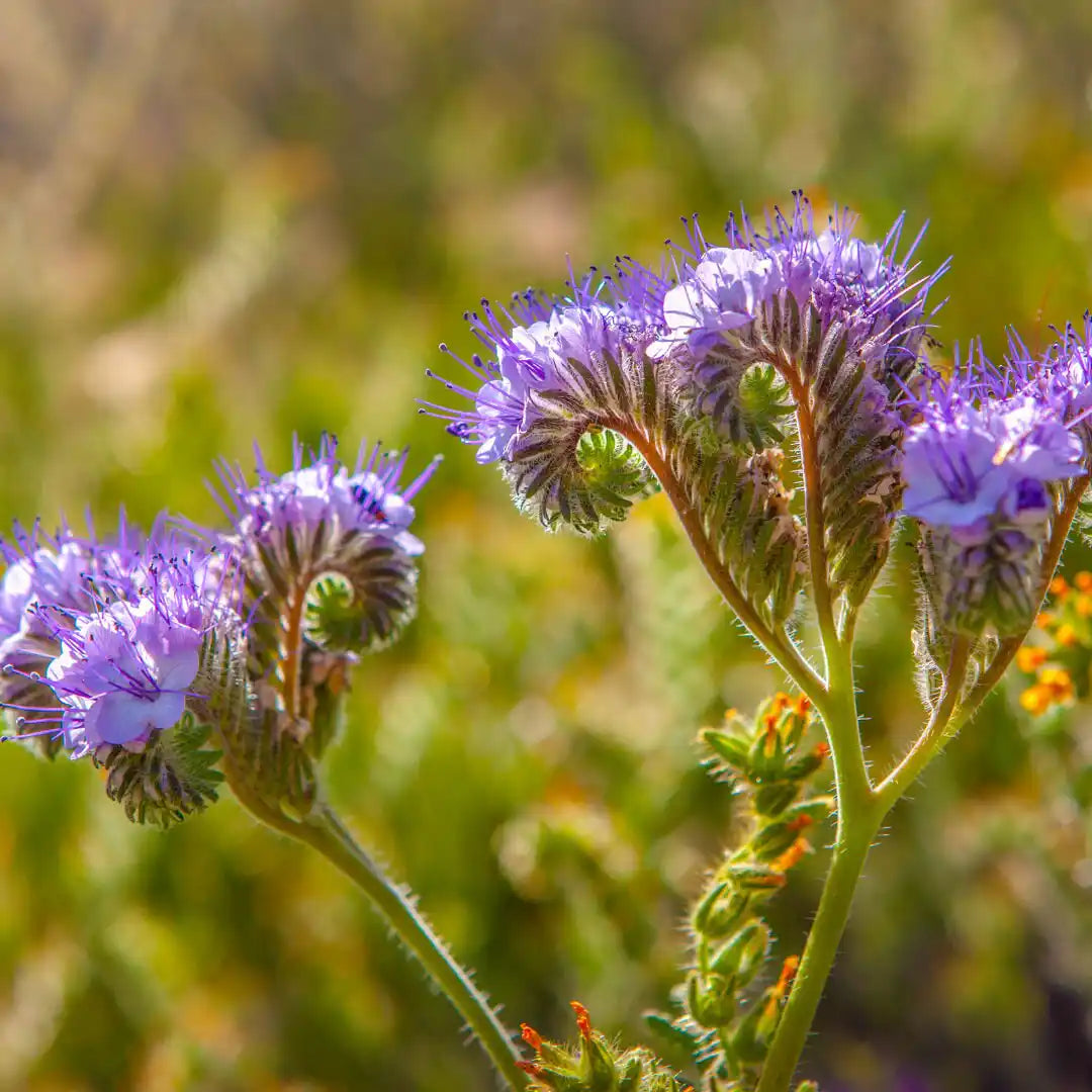 Wildflower Seed Mix for Butterflies & Pollinators