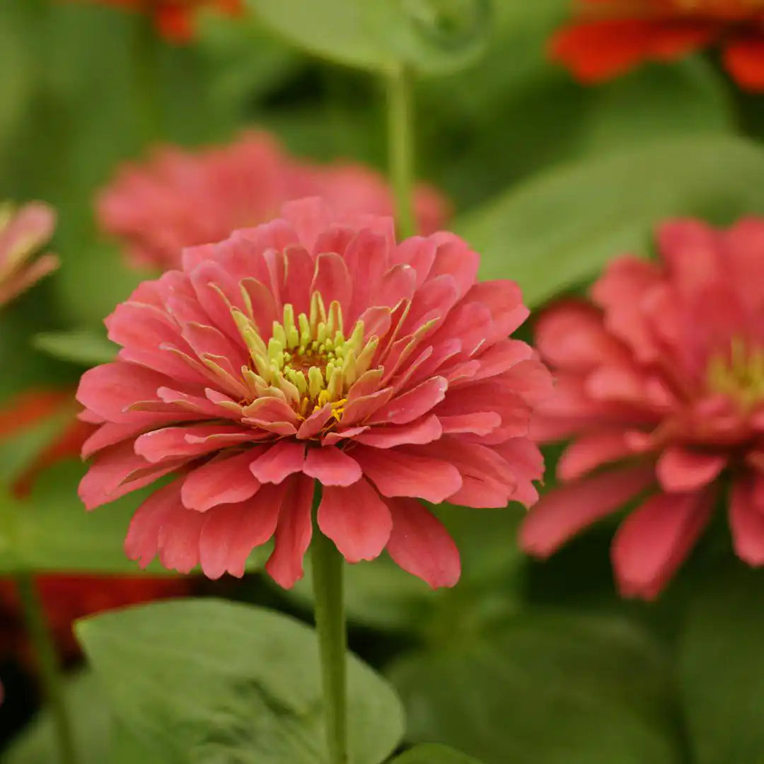 Zinnia Seeds - Benary Giant Salmon