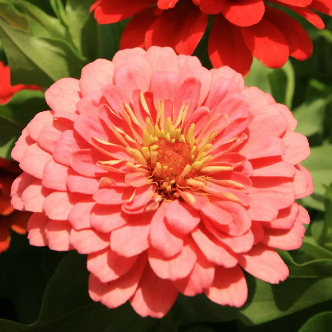 Zinnia Seeds - Benary Giant Salmon