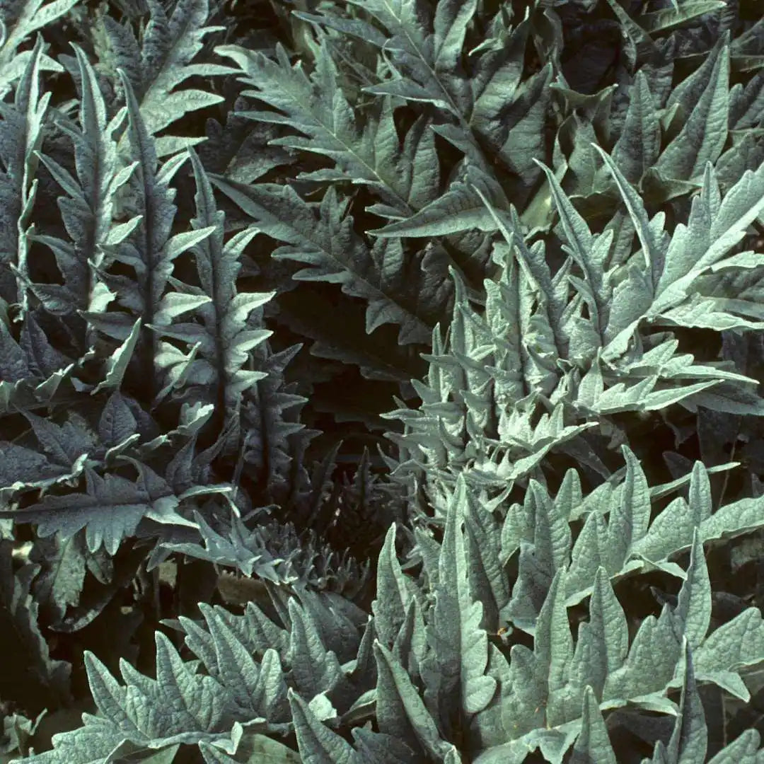Cardoon Artichoke Thistle - Circle Farms seeds