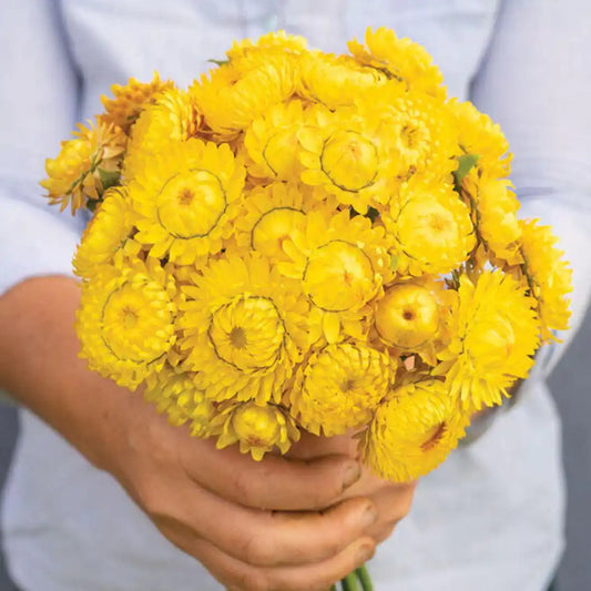 Strawflower Seeds - Golden Yellow