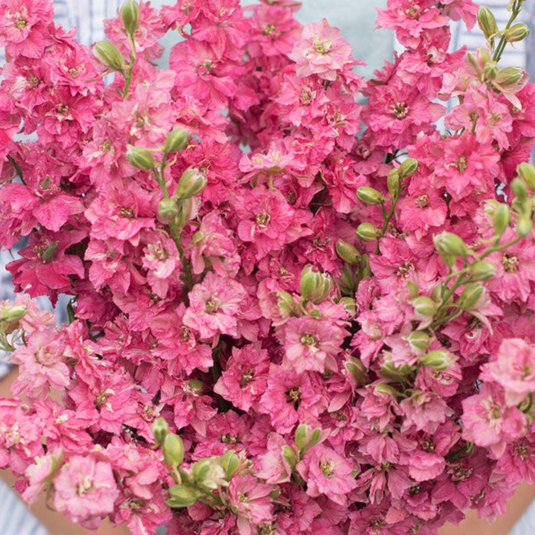Larkspur - QIS Carmine