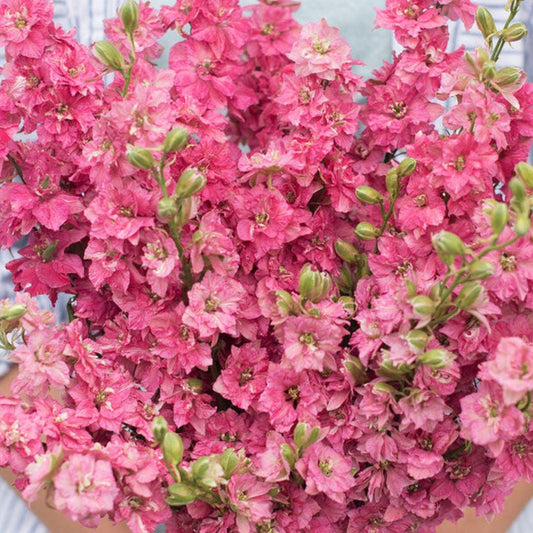 Larkspur - QIS Carmine