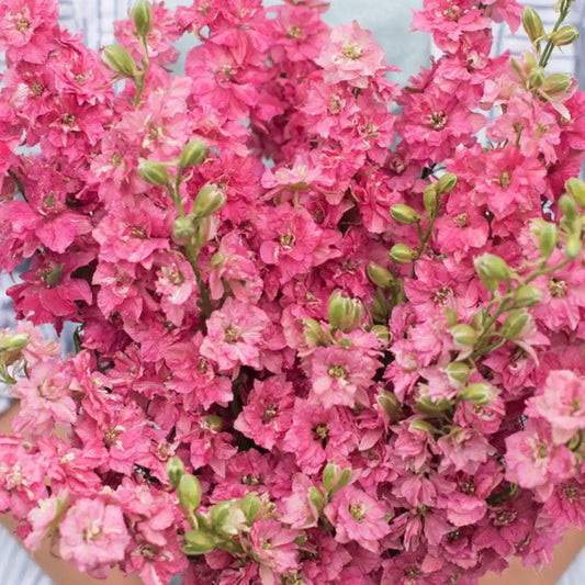 Larkspur - QIS Carmine