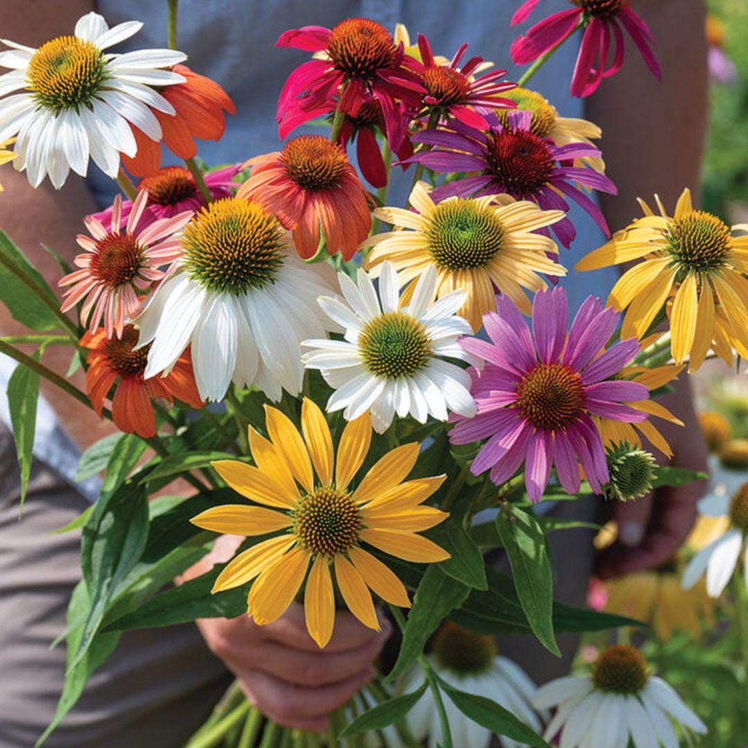 Echinacea Coneflower - Paradiso Tall Mix - Circle Farms seeds