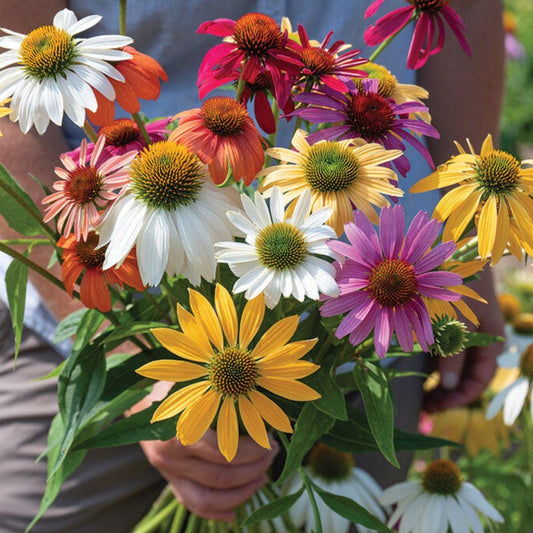Echinacea Coneflower - Paradiso Tall Mix - Circle Farms seeds
