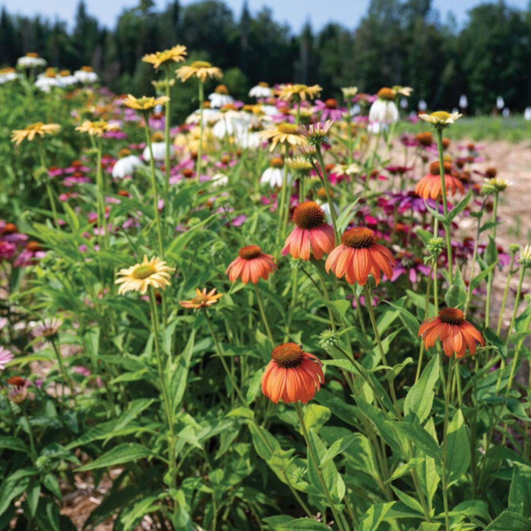 Echinacea Coneflower - Paradiso Tall Mix - Circle Farms seeds