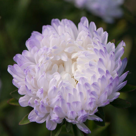 Aster - Tower Silver - Circle Farms seeds