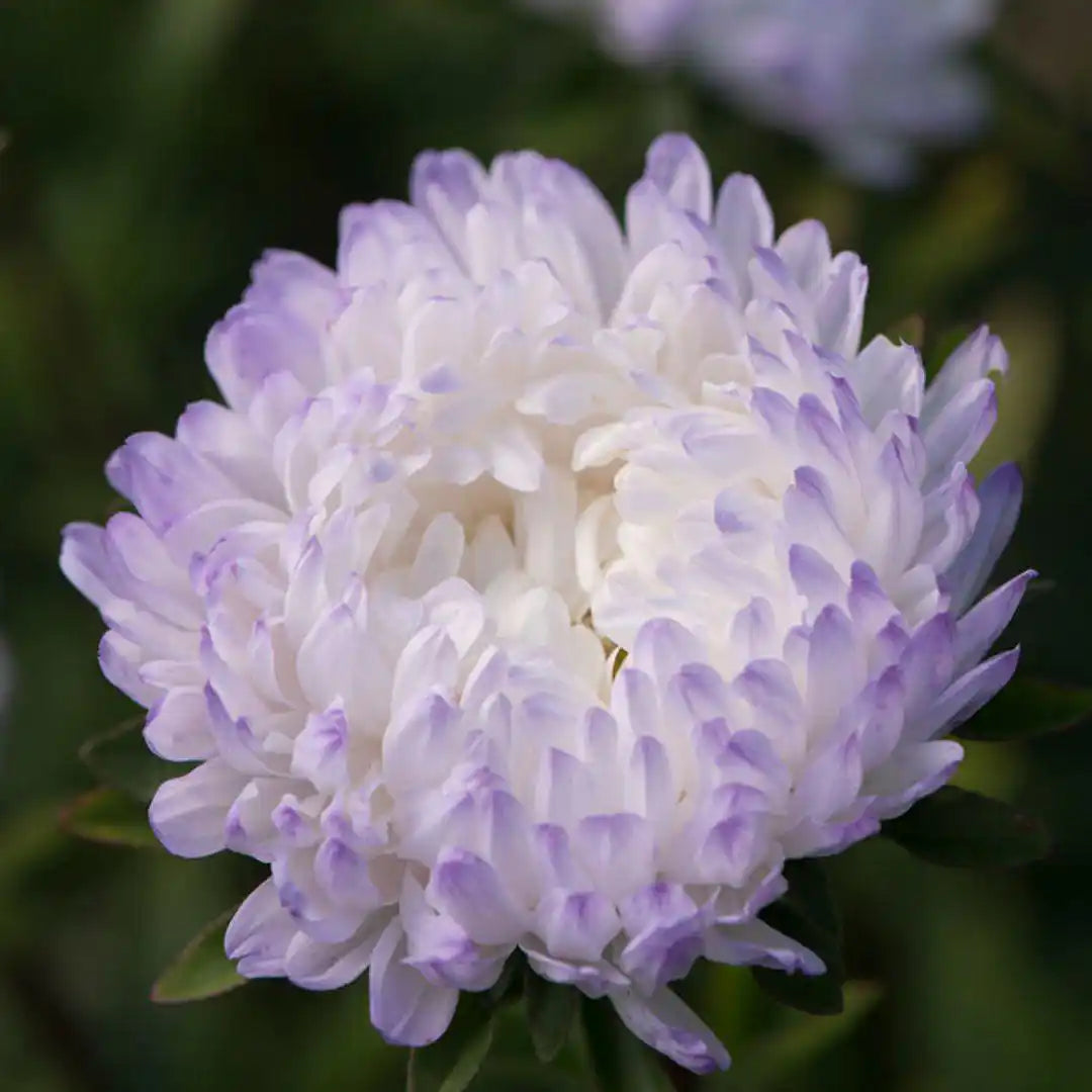 Aster - Tower Silver - Circle Farms seeds