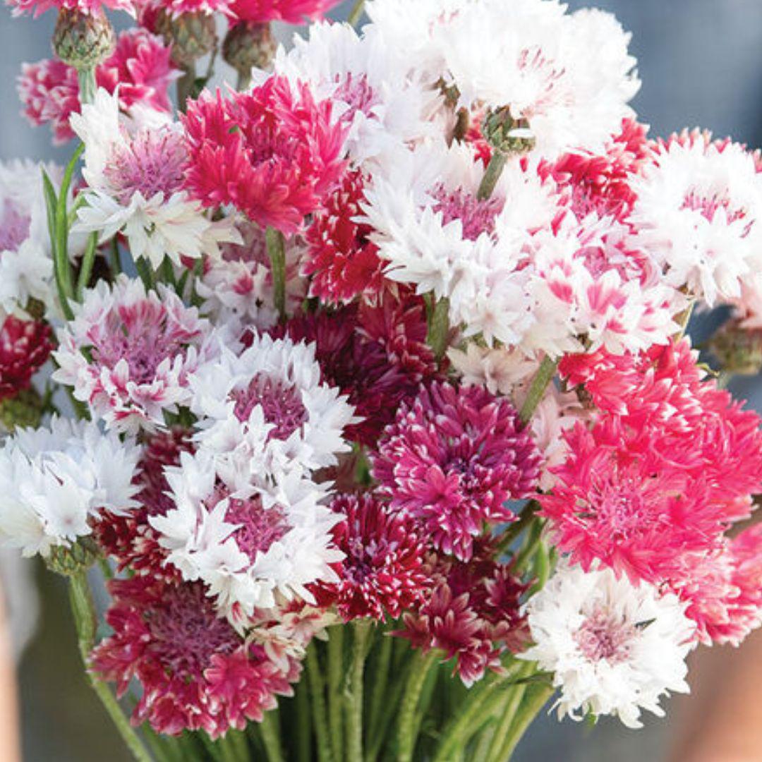 Bachelor's Buttons - Classic Romantic - Circle Farms seeds
