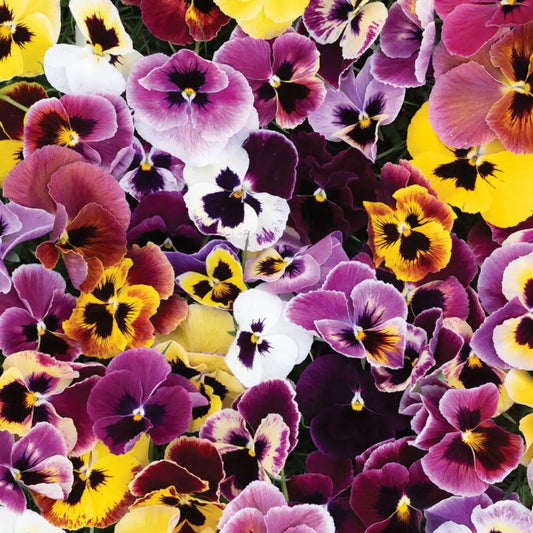 Viola Seeds - Aalsmeer King Size Mix