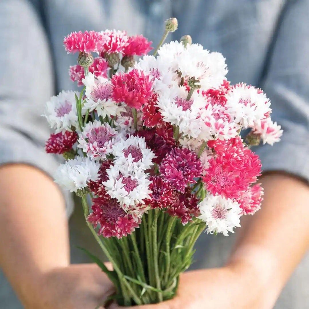 Bachelor's Buttons - Classic Romantic - Circle Farms seeds
