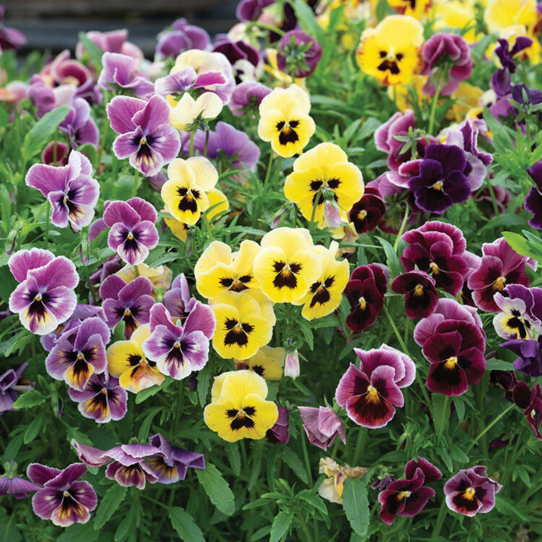 Viola Pansy - Aalsmeer King Size Mix
