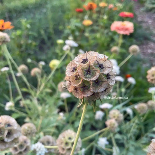 Scabiosa Seeds - Starflower (Ping Pong)