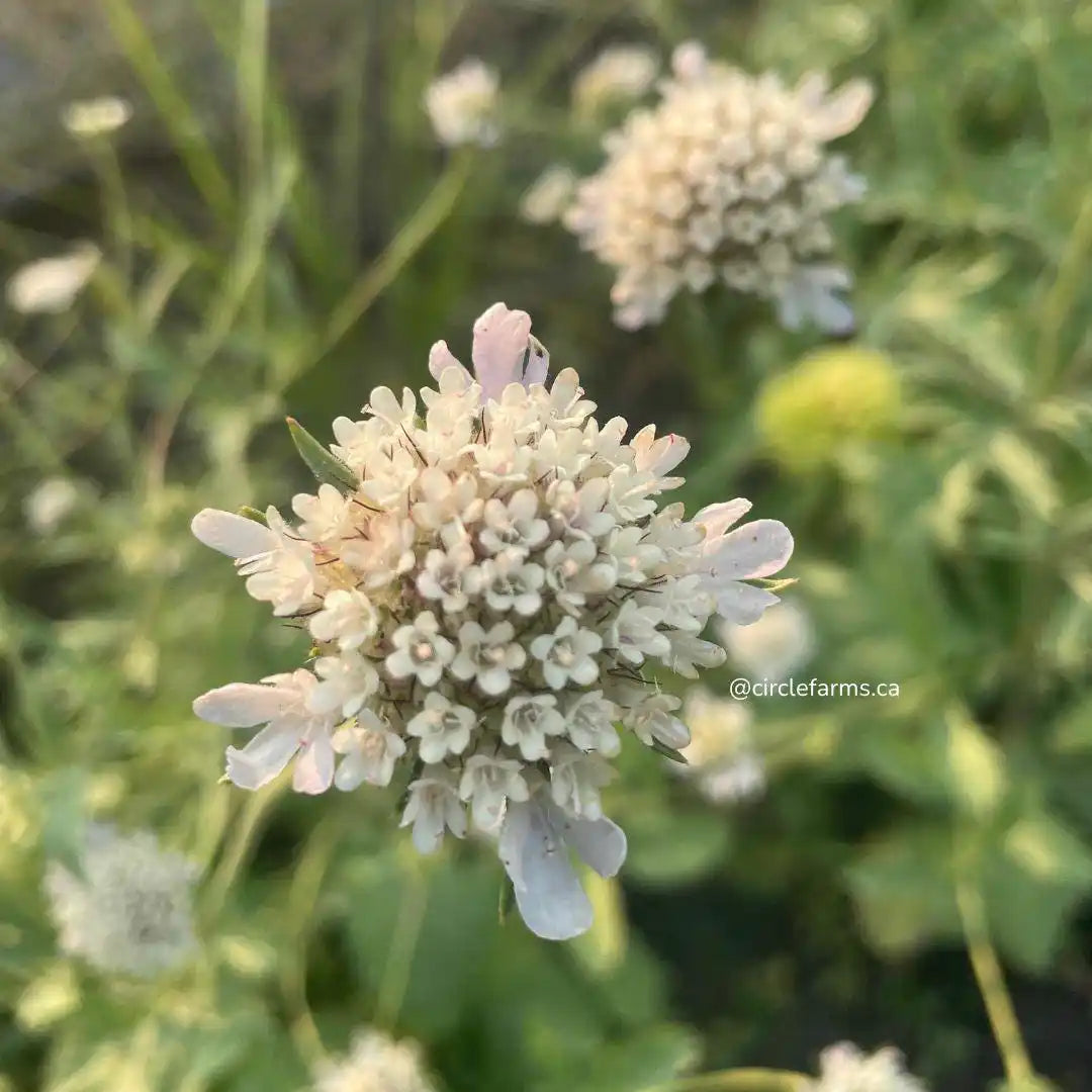 Scabiosa Seeds - Starflower (Ping Pong)