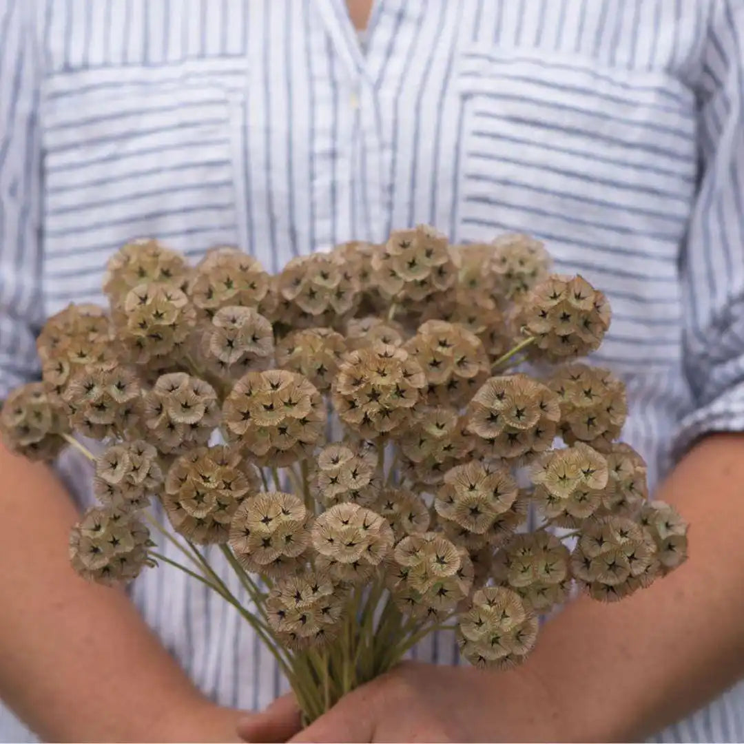 Scabiosa Seeds - Starflower (Ping Pong)