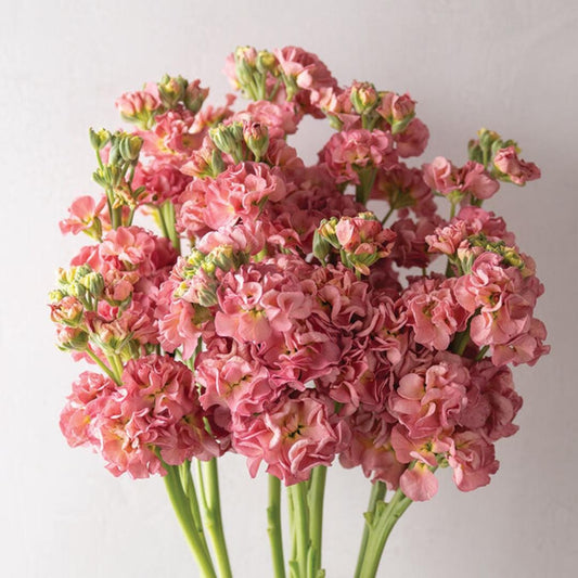 Stock - Antique Rose
