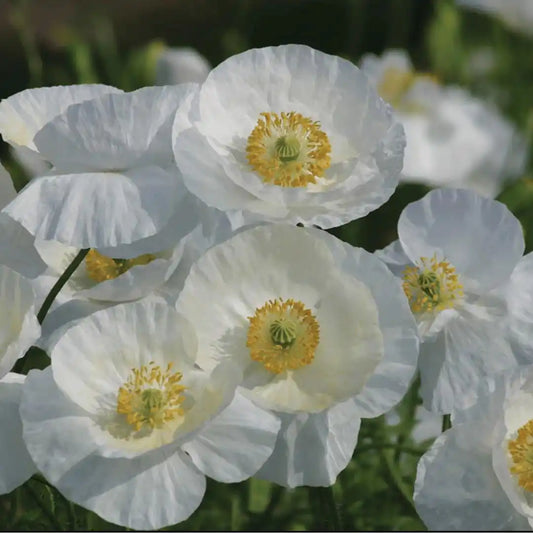 Poppy Seeds - Bridal Silk White
