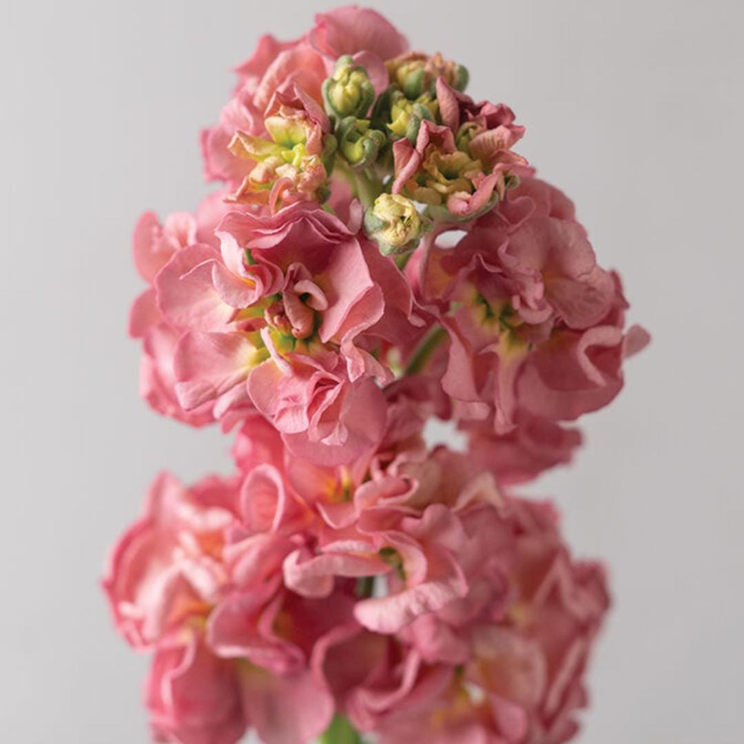 Stock - Antique Rose