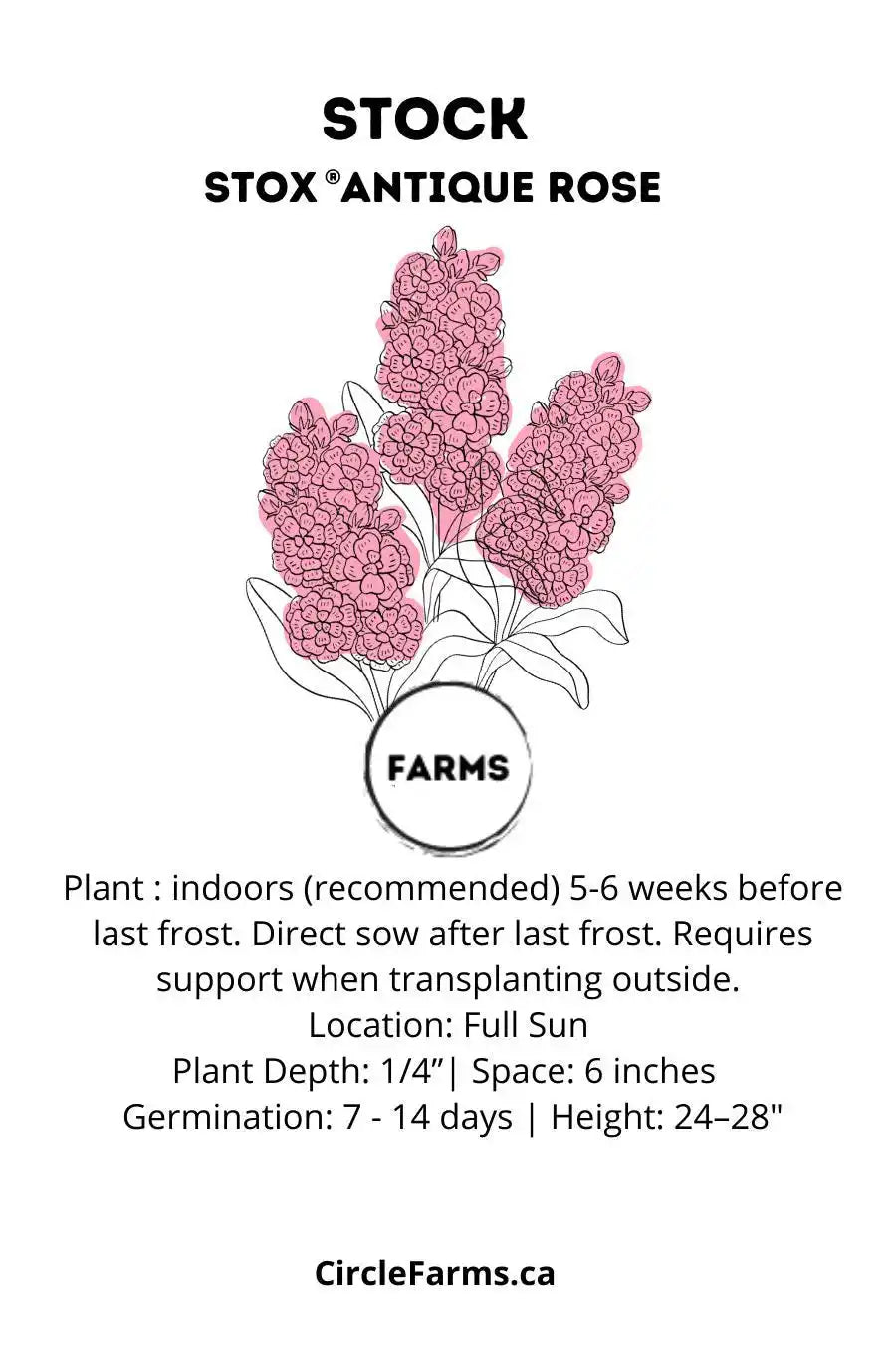 Stock Seeds - Stox Antique Rose