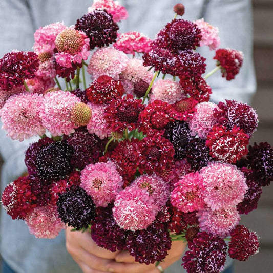 Scabiosa - Triple Berry Mix