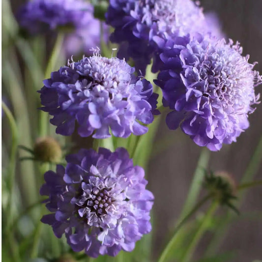 Scabiosa Seeds - Oxford Blue