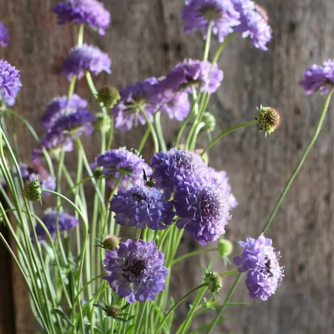 Scabiosa Seeds - Oxford Blue