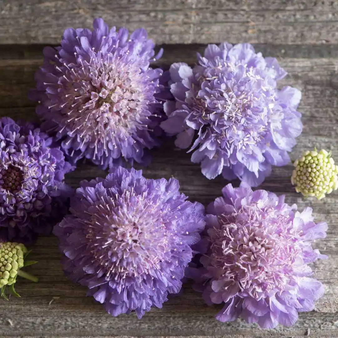 Scabiosa Seeds - Oxford Blue