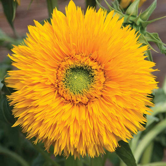 Sunflower - Double Sunking