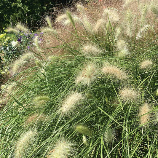 Feathertop Ornamental Grass