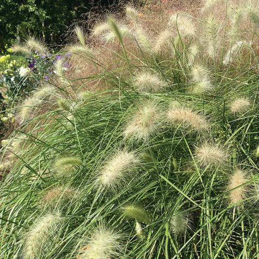 Ornamental Grass - Feathertop