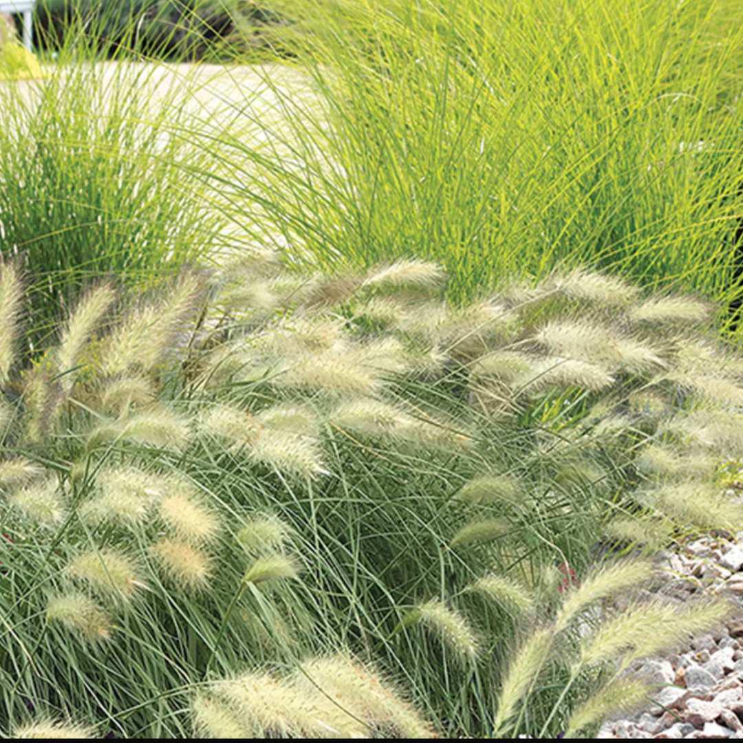 Feathertop Ornamental Grass