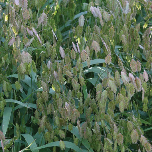 Northern Sea Oats Ornamental Grass