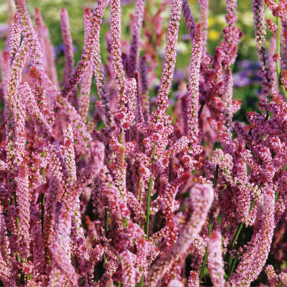 Statice Statice Flower Seeds - Pink Pokers | Circle Farms