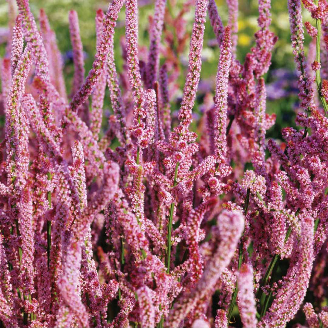 Statice Flower Seeds - Pink Pokers | Circle Farms