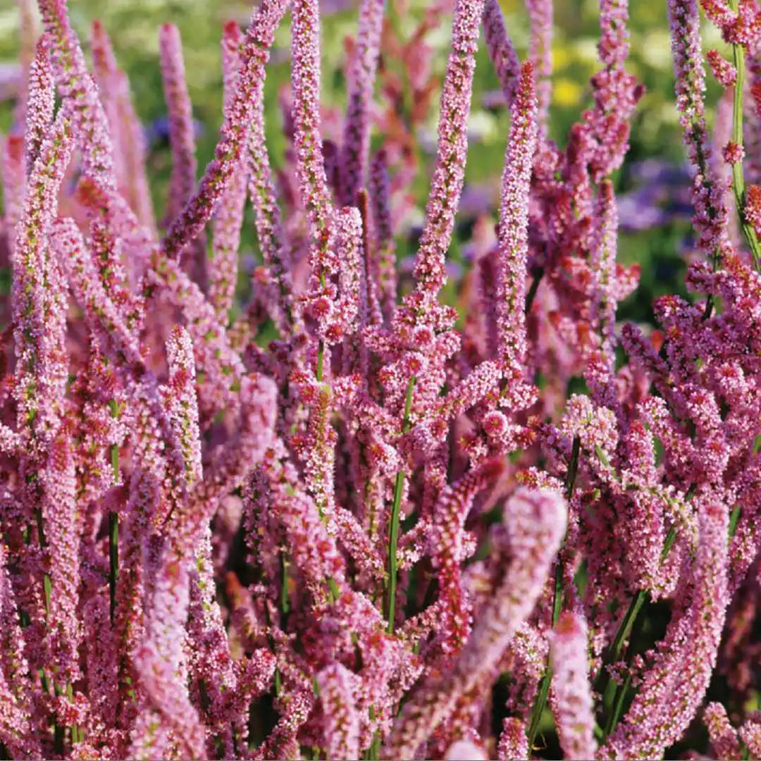 Statice Seeds - Pink Pokers