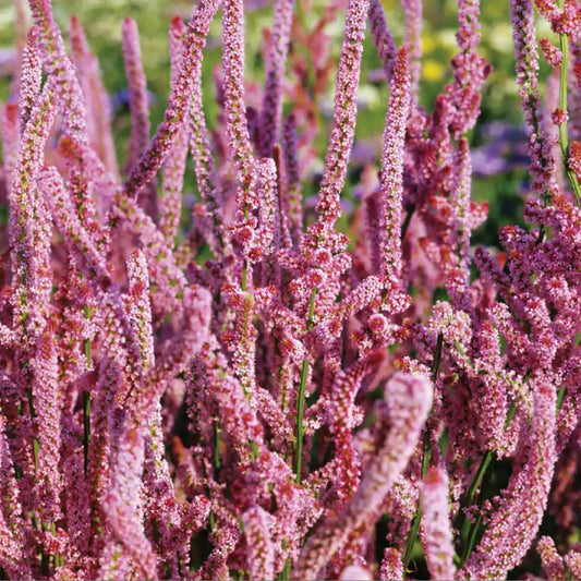 Statice Seeds - Pink Pokers