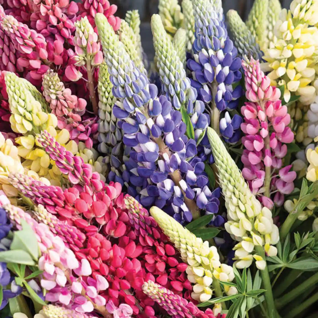 Lupine Seeds - Russells Formula Mix