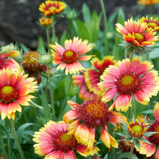 Gaillardia Blanket Flower