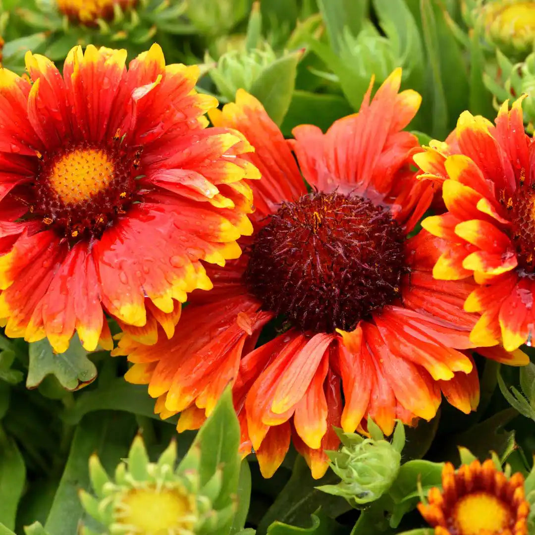 Gaillardia - Blanket Flower