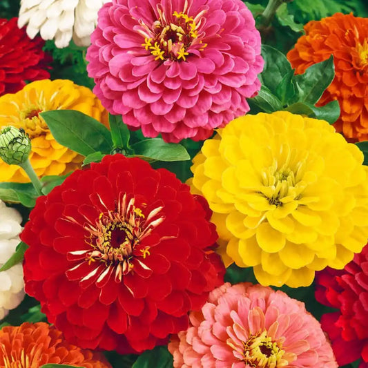 Zinnia Seeds - Giants of California Mix