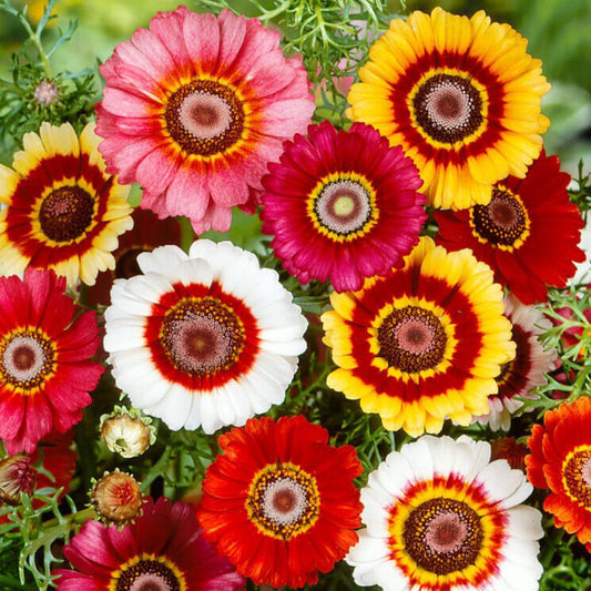 Chrysanthemum Painted Daisy