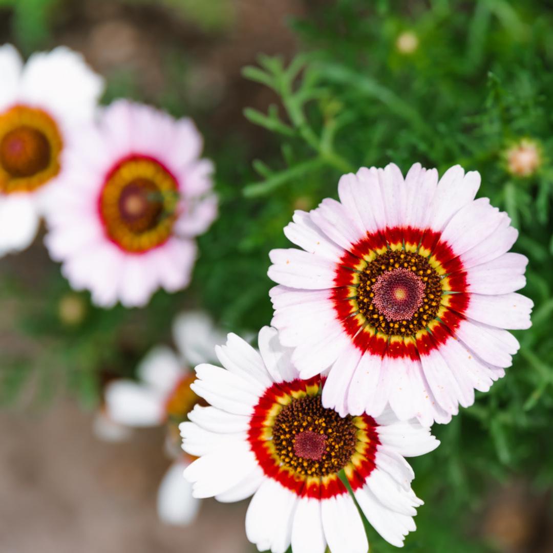 Chrysanthemum Painted Daisy